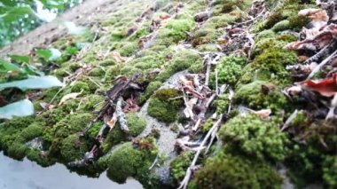 Çatı binalar üzerinde yeşil yosun