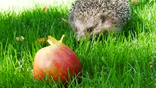 Igel im grünen Gras mit rotem reifen Apfel — Stockvideo