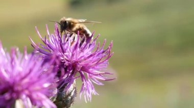 Güneşli bir günde açılış Thistle çiçek ve toplamak Nectar üzerinde arı