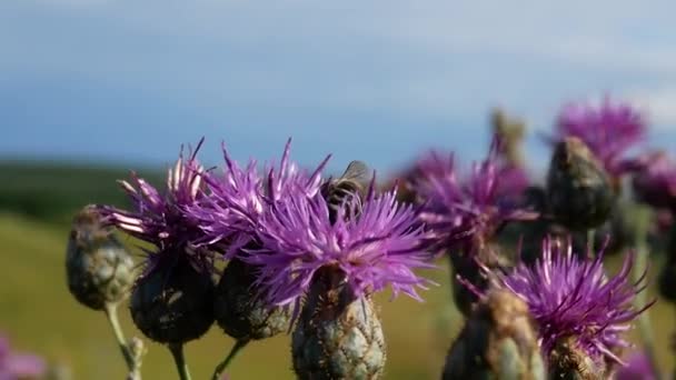 Μέλισσα σε βιολετί γαϊδουράγκαθο λουλούδι σε ηλιόλουστη μέρα — Αρχείο Βίντεο