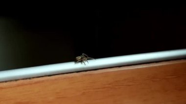 Ahşap masa kenarı boyunca örümcek tarar