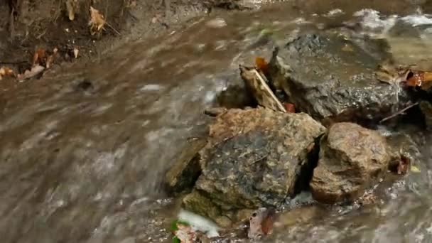 Река с камнями и камнями в лесу — стоковое видео