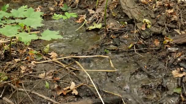 Fluxo na floresta — Vídeo de Stock