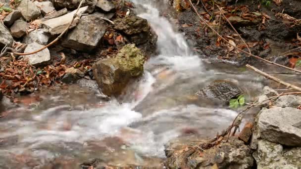 Камені та скелі у водному потоці в лісі — стокове відео