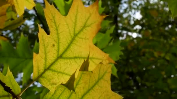 Zon schijnt door val bladeren groen gele — Stockvideo