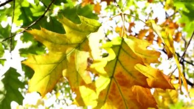 Güneş parlıyor sonbahar yaprakları rüzgarda üfleme