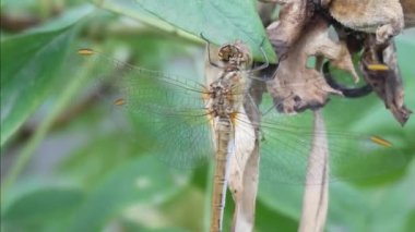 Bush ağaç dal yeşil yaprakları ile yusufçuk oturur