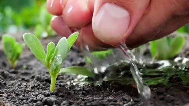 Erkek el genç bitki sulama