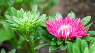 Violet ve Pembe Aster Çiçeği Ev Bahçesinde Rüzgarda Gelişiyor
