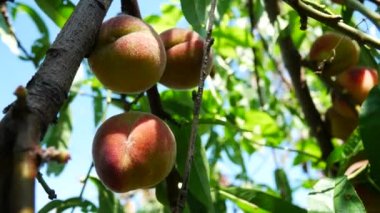 El ripleri şeftali ağacı güneşli günde gelen