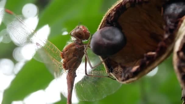 Dragonfly zit op een Bush-boom met zaden met groene bladeren — Stockvideo