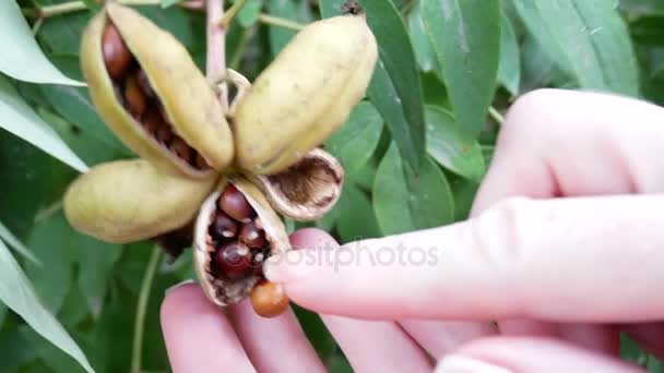 Männerhände sammeln braune Samen vom grünen Strauch — Stockvideo