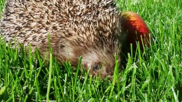 Egel in groene gras met rijpe rode appel — Stockvideo