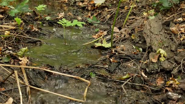 Arroyo en el bosque — Vídeo de stock