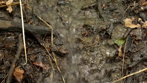 Corriente de agua en bosque — Vídeos de Stock