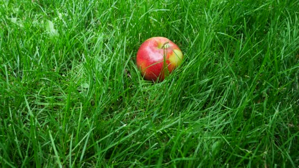 Maçãs suculentas maduras vermelhas que caem na grama verde — Vídeo de Stock