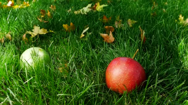 Κόκκινα ώριμα ζουμερά μήλα που πέφτουν στο πράσινο γρασίδι — Αρχείο Βίντεο