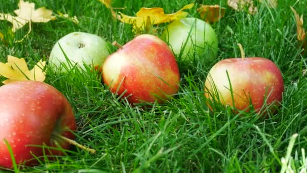 Vörös érett lédús alma zöld fű — Stock videók
