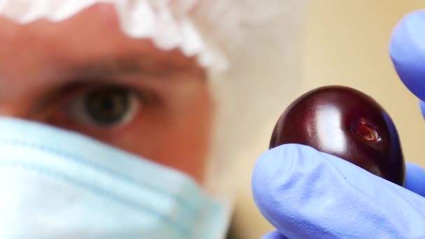 Asistente de laboratorio comprueba la calidad de las cerezas rojas frescas — Vídeo de stock