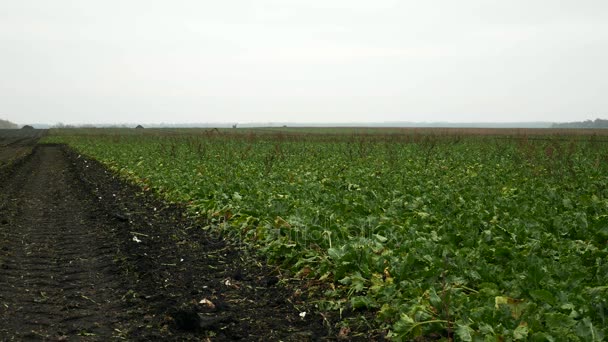 Świeże buraki cukrowe na farmie pola — Wideo stockowe