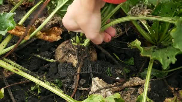 Un agriculteur creuse des betteraves sucrières sur le champ — Video