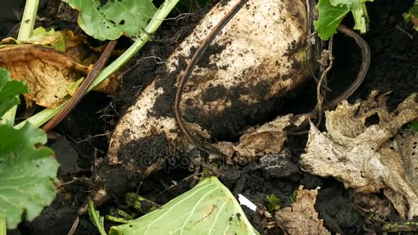 Remolacha azucarera fresca en la granja — Vídeos de Stock