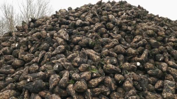 Fresh sugar beets on field farm — Stock Video
