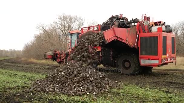 Combineer suikerbieten oogsten — Stockvideo