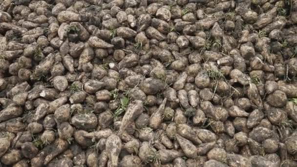 Agricultores cosechan remolacha azucarera en un campo — Vídeos de Stock