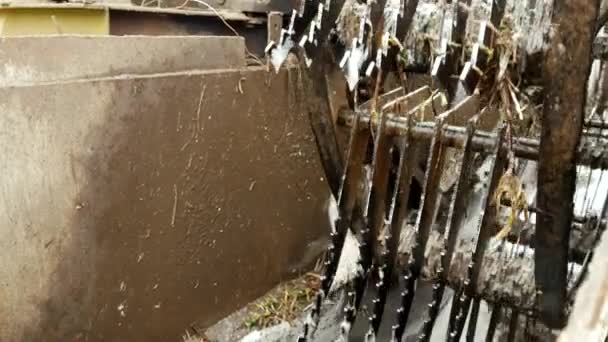Limpeza de beterrabas açucareiras antes da produção de açúcar — Vídeo de Stock