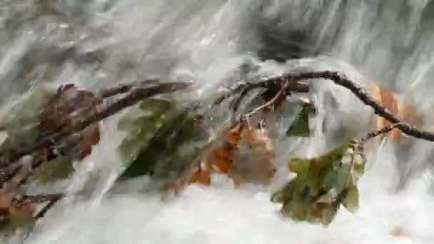 Stream in bos met eikenbomen filiaal in water — Stockvideo