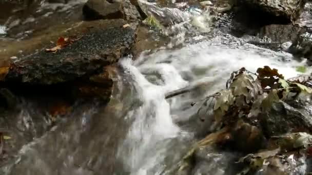 Река с камнями и камнями в лесу — стоковое видео