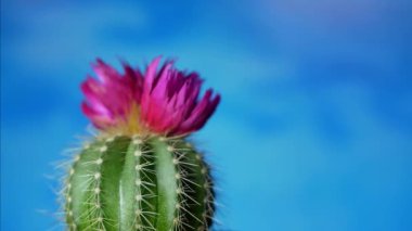 Keskin iğneli yeşil kaktüs ve pembe mor çiçek
