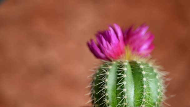 Cactus verde con agujas afiladas y flor rosa púrpura — Vídeos de Stock