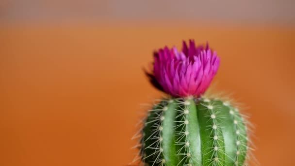 Green cactus with sharp needles and pink purple flower — Stock Video