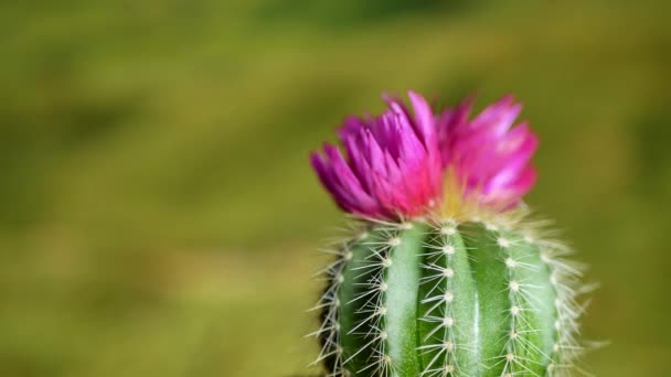 Cactus verde con agujas afiladas y flor rosa púrpura — Vídeos de Stock