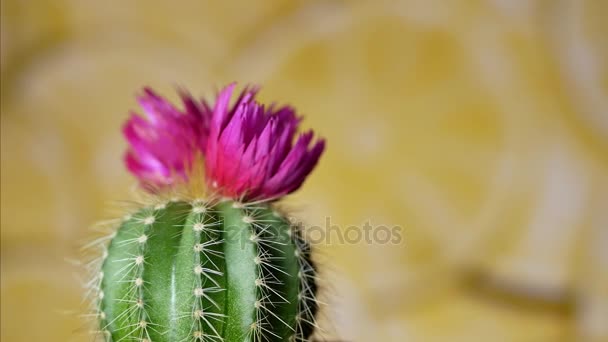 Zelený kaktus s ostrými jehlami a růžovým fialovým květem