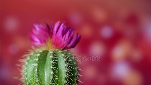 Zelený kaktus s ostrými jehlami a růžovým fialovým květem — Stock video