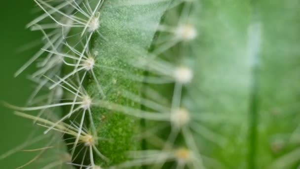Keskin iğneli yeşil kaktüs ve pembe mor çiçek — Stok video