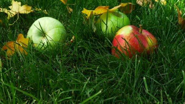 Rote Äpfel fallen auf grünem Gras — Stockvideo