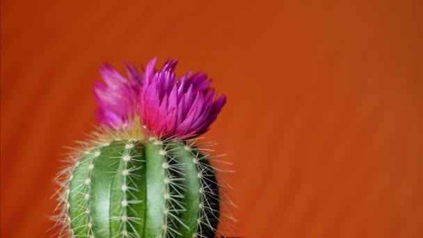 Cactus verde con flor púrpura — Vídeos de Stock