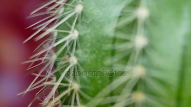 Groene cactus met scherpe naalden — Stockvideo