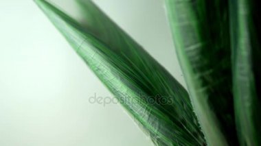 Açma ve hazırlık Noel ağacı