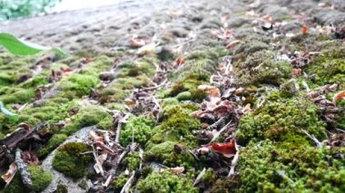 Çatı binalar üzerinde yeşil yosun