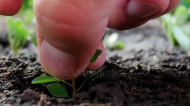 Genç yeşil bitki toprağa dikim