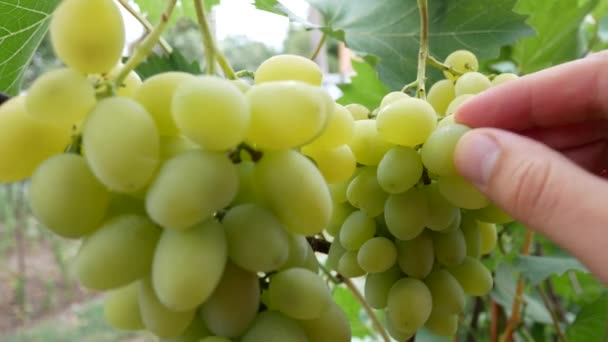 Les agriculteurs saisissent à la main une grappe de raisins blancs — Video