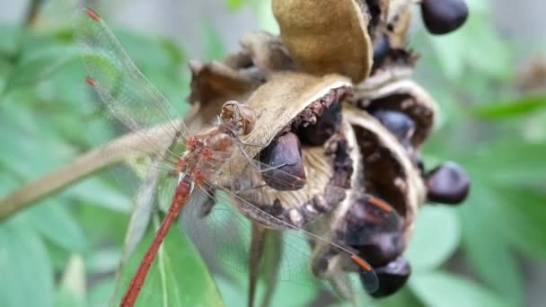 libellule assis sur Bush arbre branche avec vert feuilles 