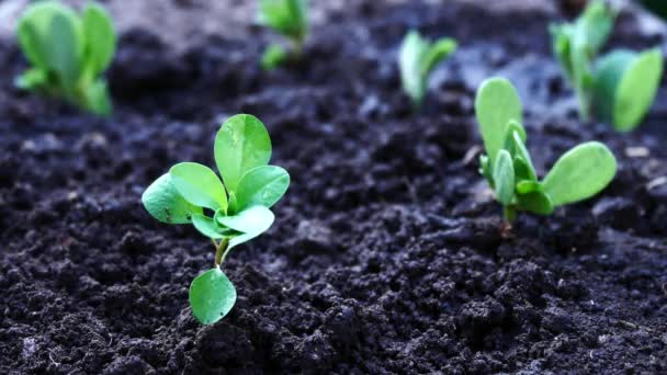 Mão macho molhando planta jovem — Vídeo de Stock