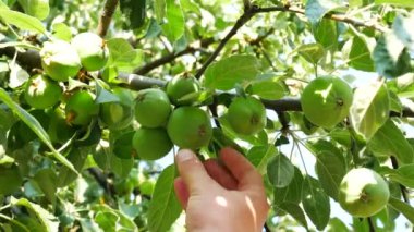 Çiftçi kemâl elma bir çiftlikte denetler