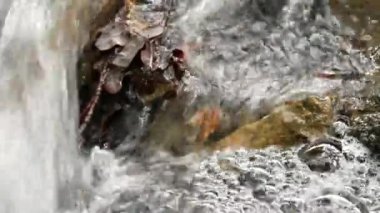 Taşlar ve kayalar ormandaki akışı